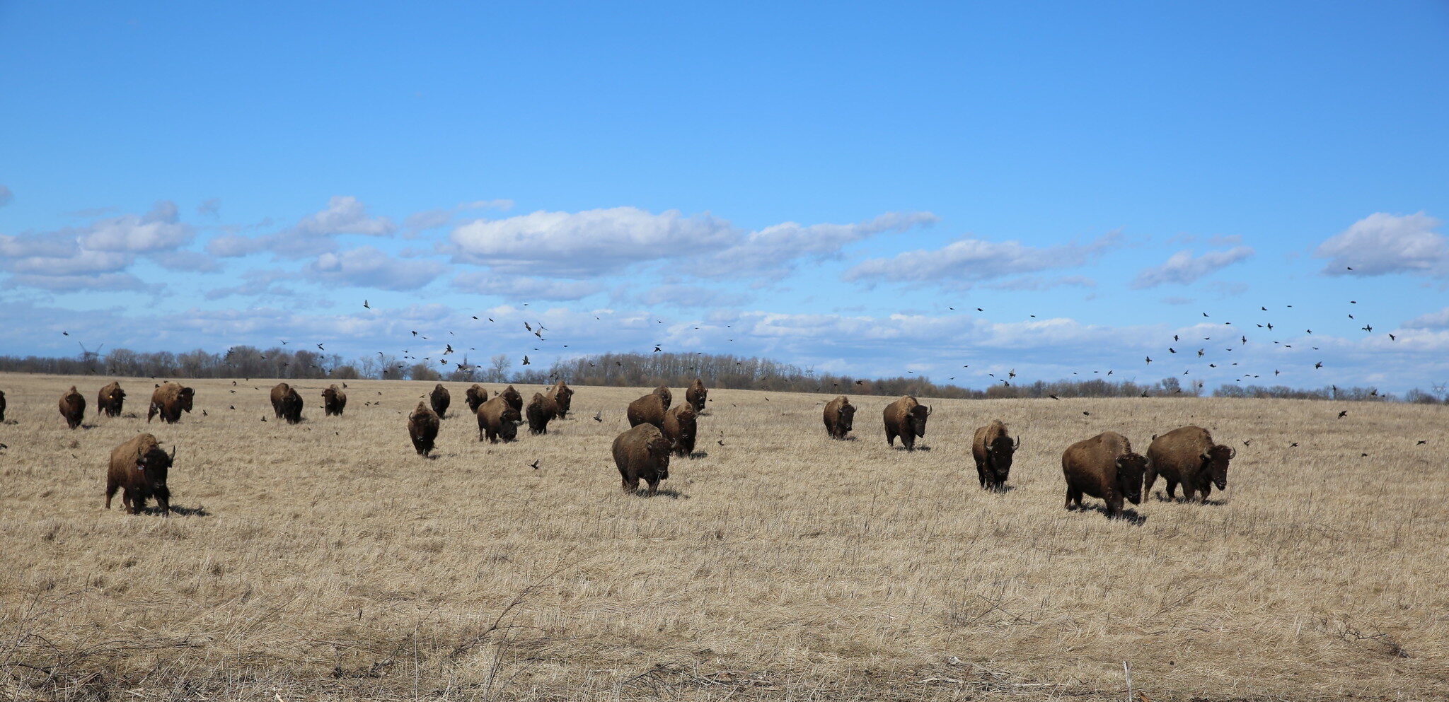 bison herd